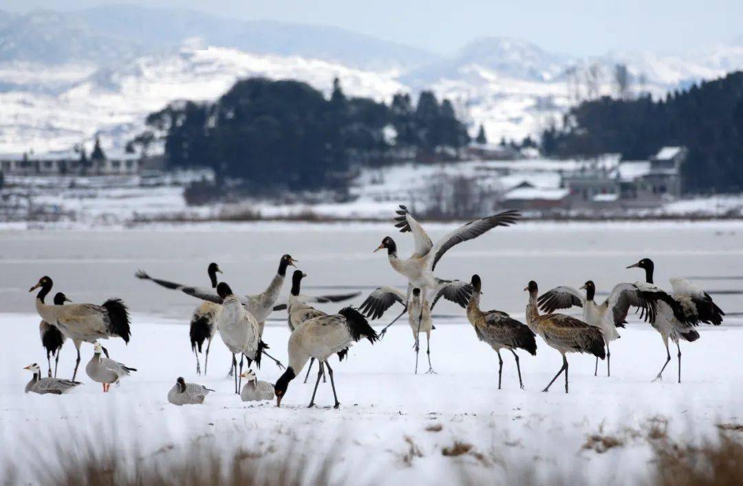 威宁草海2000多只黑颈鹤与雪共舞