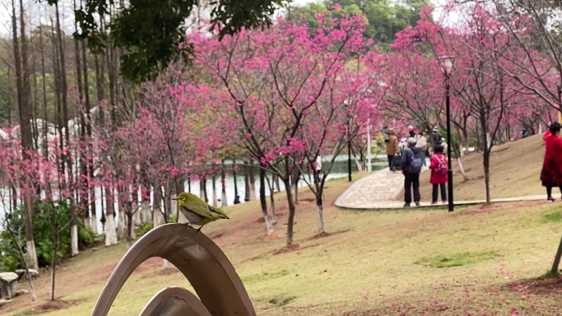 广州黄埔创业公园樱花盛开绯红花林引市民拍摄游玩