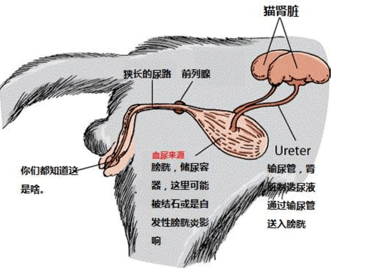 猫:不懂就问,肚子里长了石头的小猫咪必须开刀吗?