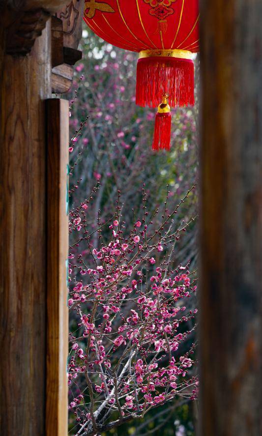 阴天|15℃！郑州的春天真好看