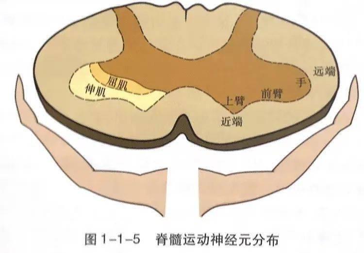 接受交感神經系統和副交感神經系統的輔助調節,也可以單獨發揮作用