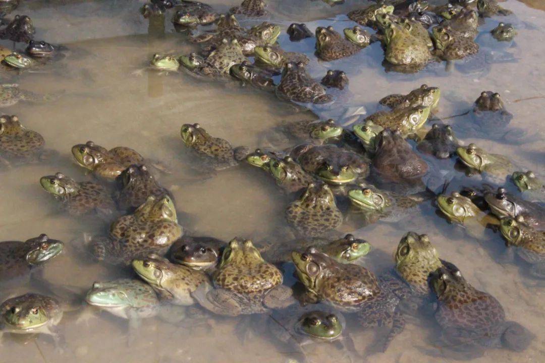 安徽牛蛙养殖基地图片