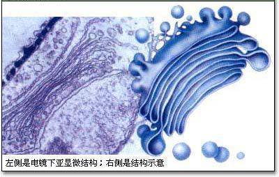 蛋白質生物合成圖解高爾基體各種囊膜的結構模型圖高爾基體結構模式圖