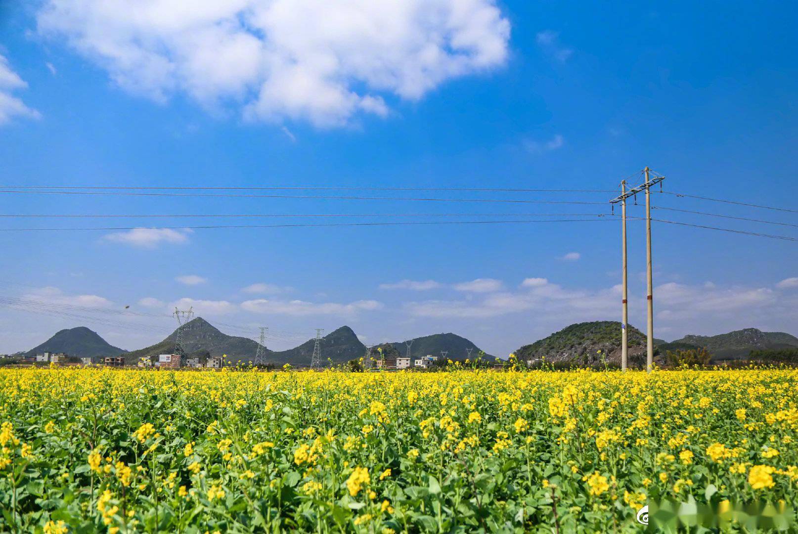 廣西天氣晴朗 油菜花一簇簇競相開放_馬坪鎮_曹村_象州縣