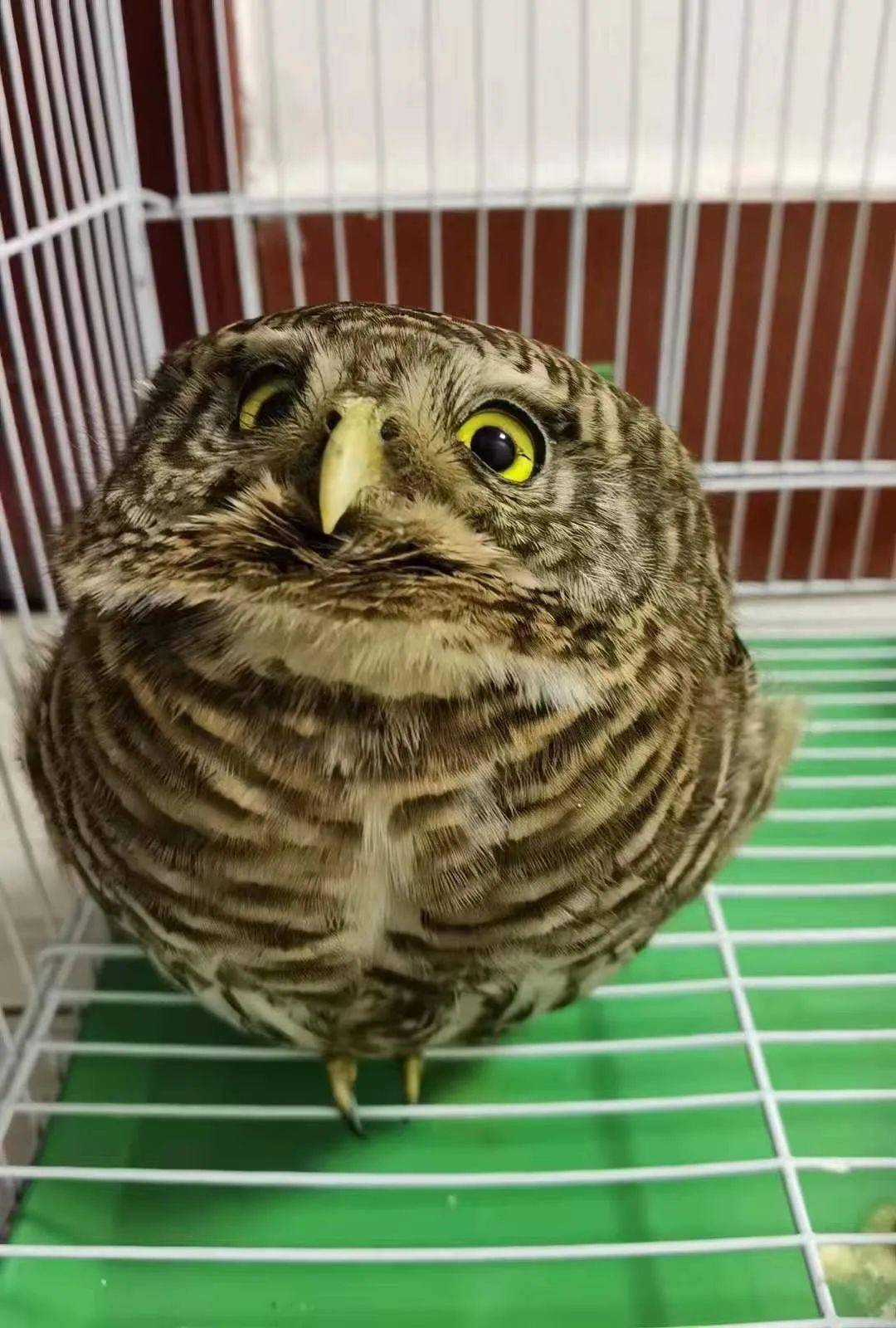 猫头鹰宝宝"落难" 警民联手救助