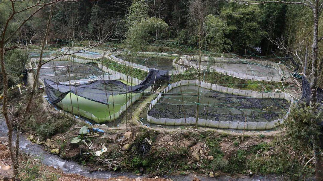 整治進行時重拳打擊牛蛙養殖築牢田坑溪水環境屏障