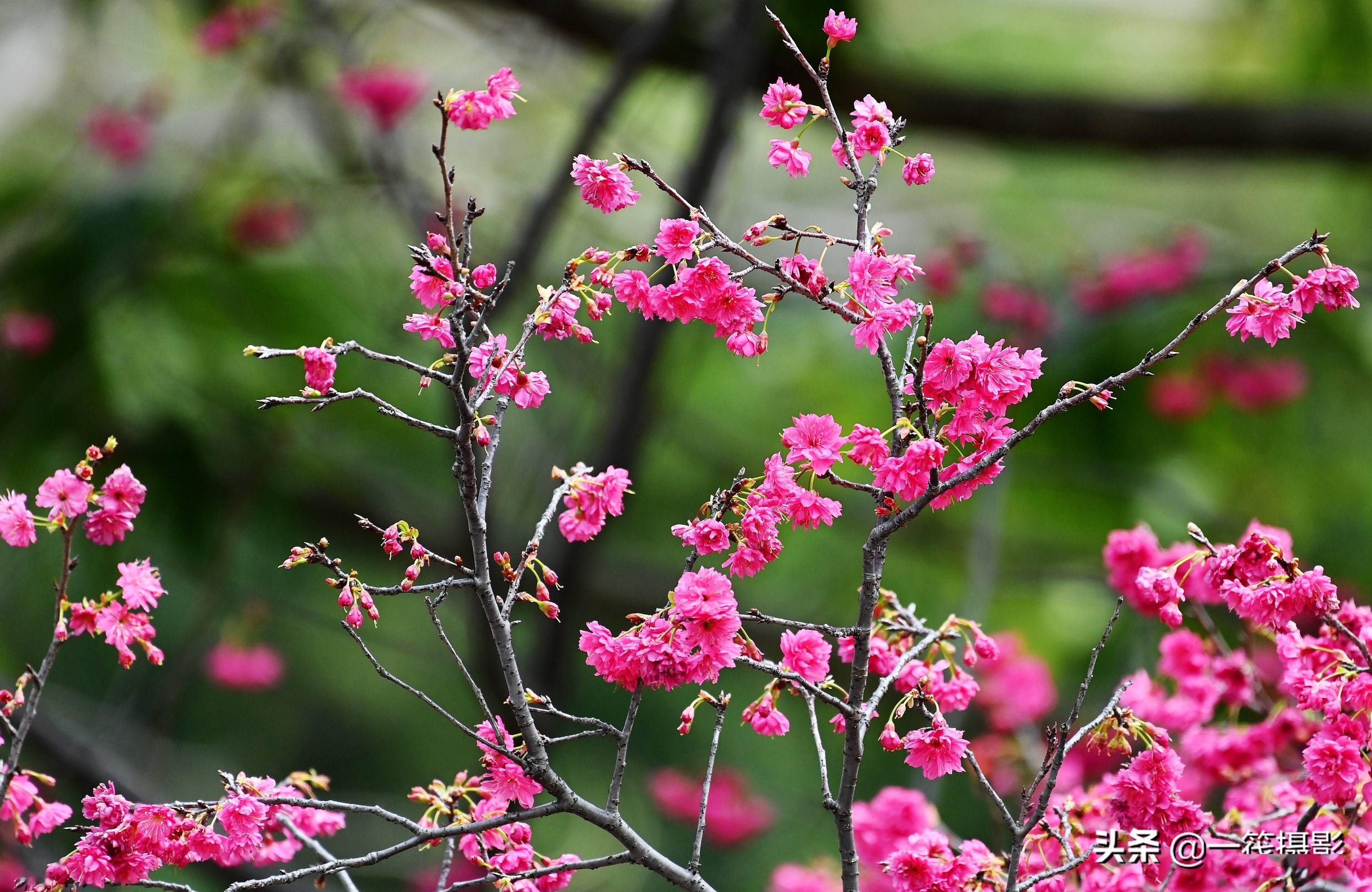 華南農業大學重瓣鍾花櫻桃花開