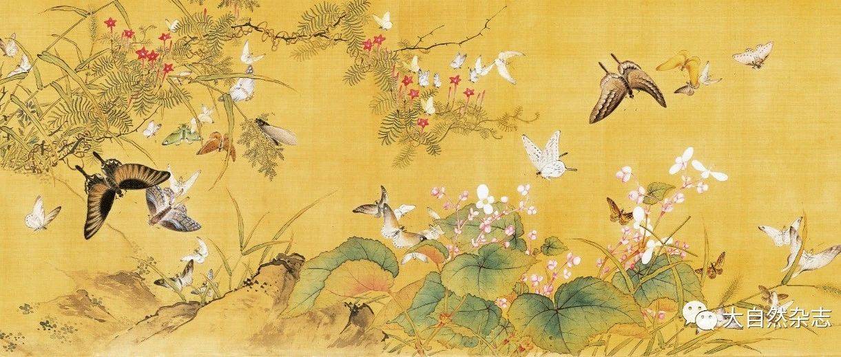 穿花蛱蝶深深见：中国古代绘画中的蝴蝶_手机搜狐网