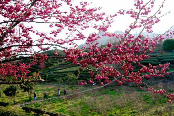 生态|福建武夷山：茶园樱花开不负春光美