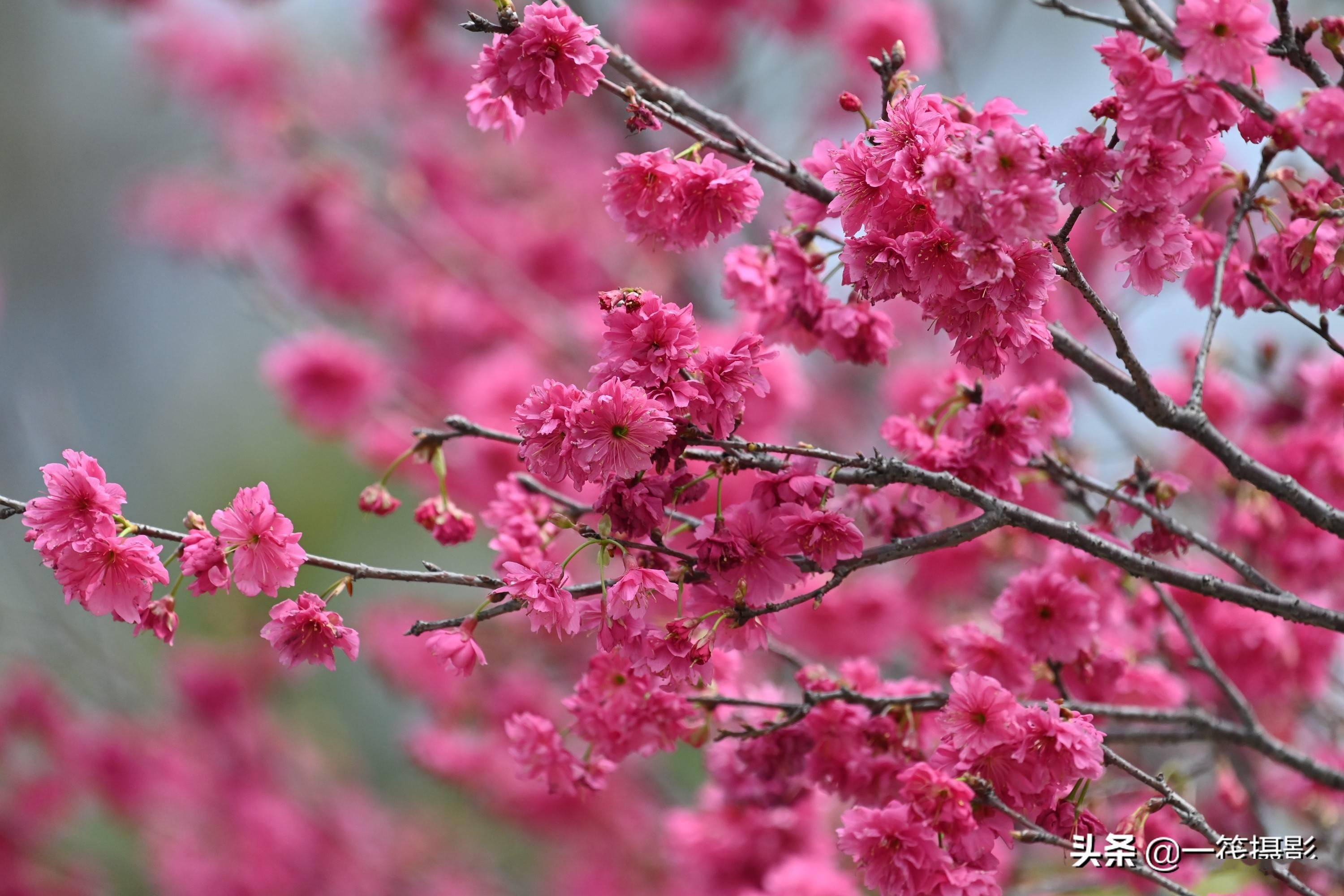 華南農業大學重瓣鍾花櫻桃花開