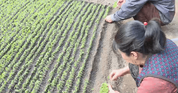 桃山区万宝河镇桃山村村民朱殿伟:现在的小苗属于营养生长阶段,就是在