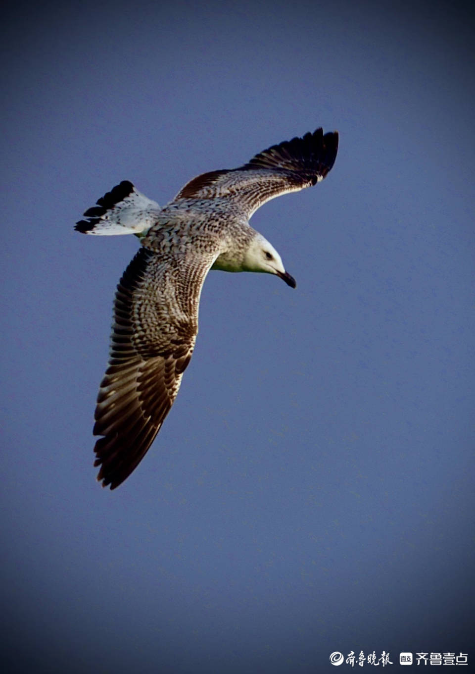 水上舞者来了快去大明湖拍摄西伯利亚银鸥吧