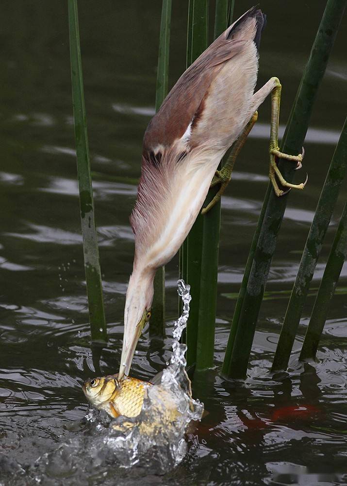 钓鱼郎的钓鱼本领