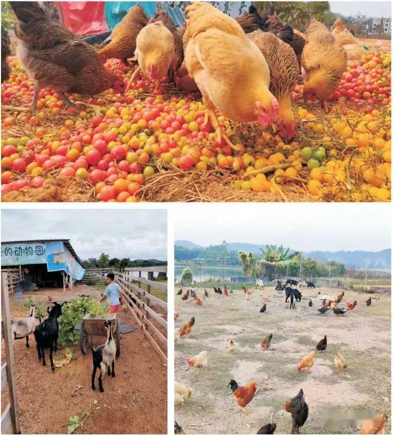 东莞企石我的农场继续保留省级休闲农业与乡村旅游示范点称号