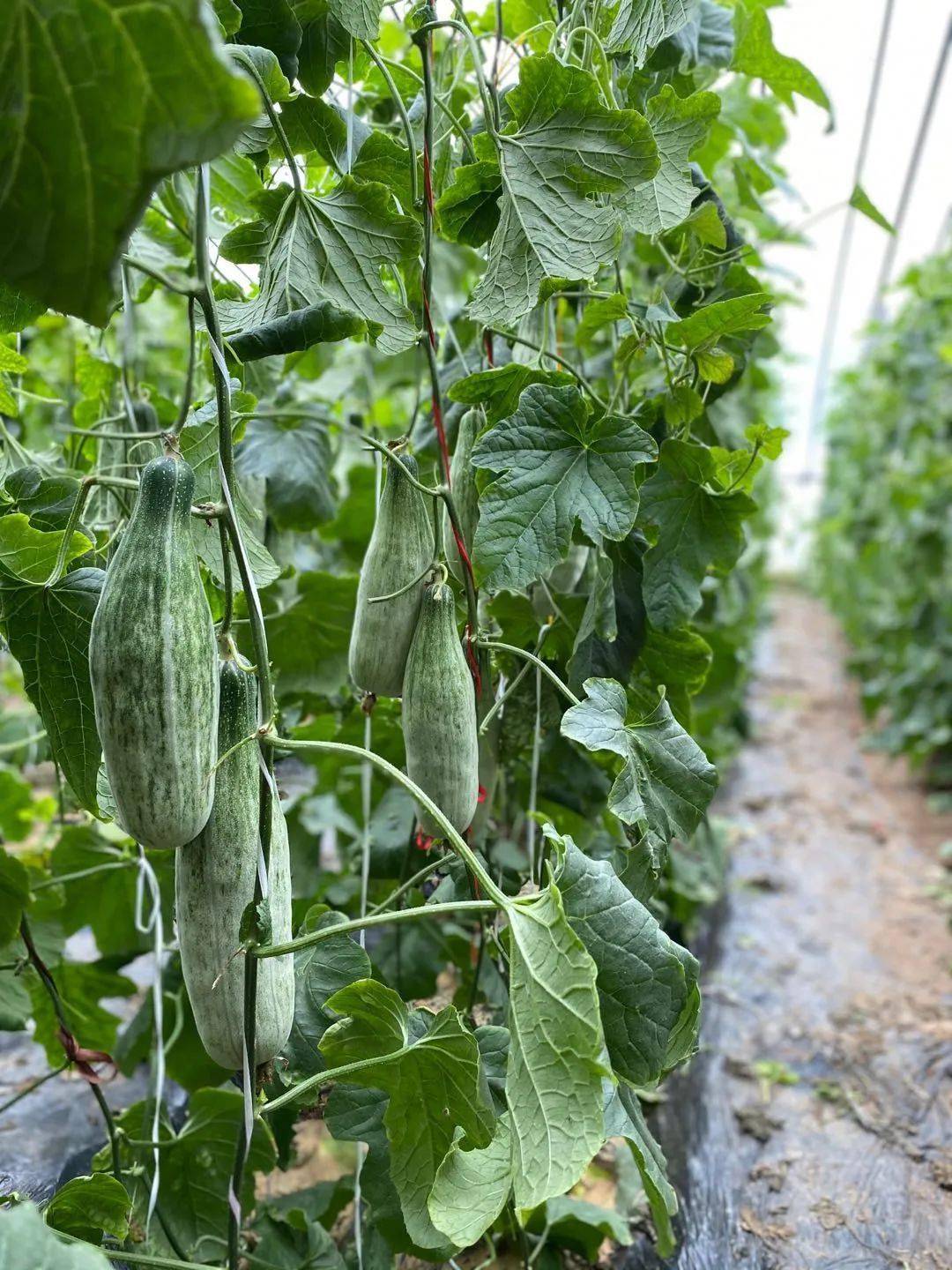 香甜脆一口流心爆汁的头茬羊角蜜春天必吃
