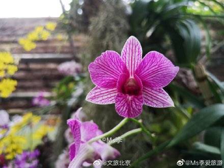 南风|北京植物园里的春意盎然