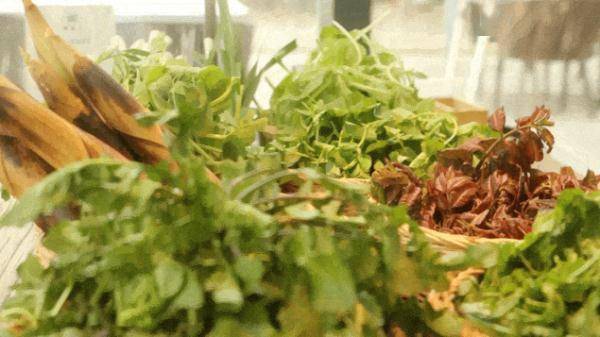 尝一口野菜 来一场舌尖上的踏青 荠菜 河豚 南京人