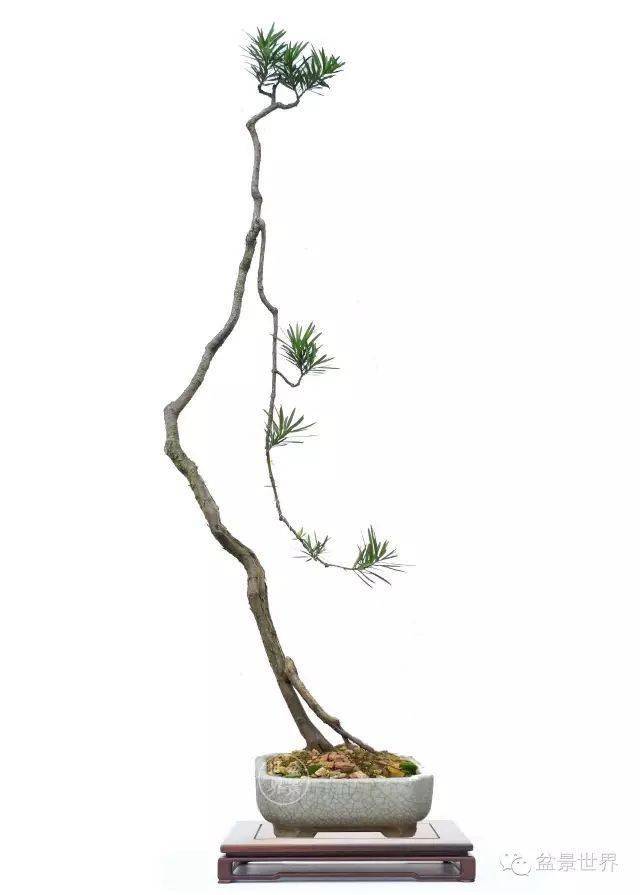 rosario作品(直立圆锥果木,树高76cm)▲台湾唐嘉丽作品(系鱼川真柏