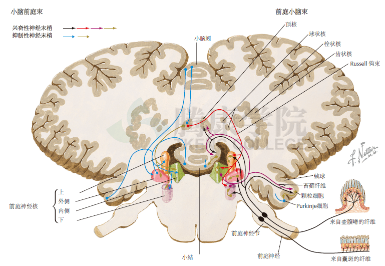 神经解剖学小脑前庭束和前庭小脑束
