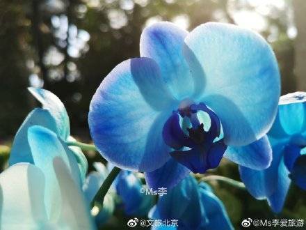 南风|北京植物园里的春意盎然