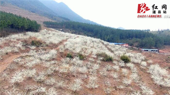 山坳|道县：李花似“春雪”漫山迎春开