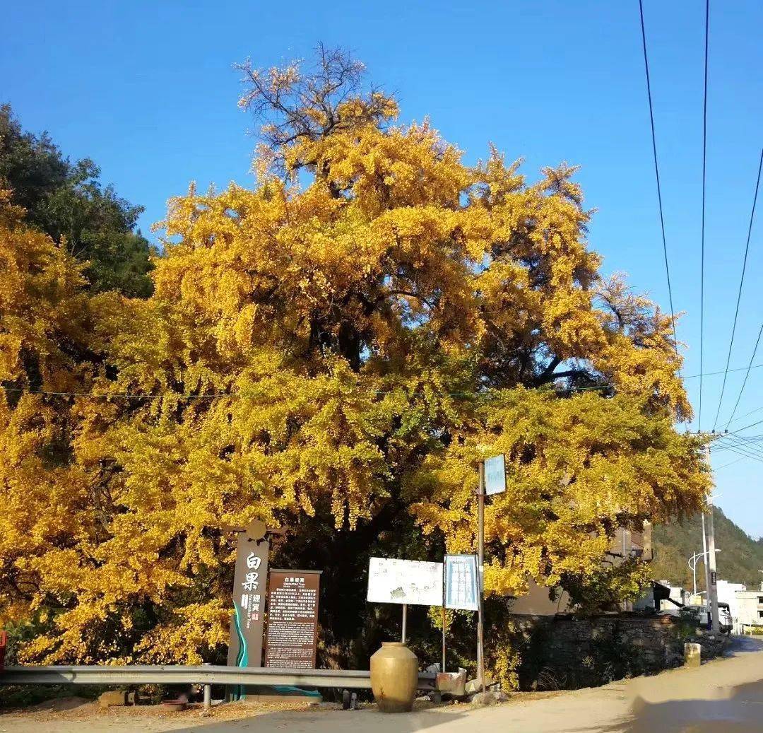 酉州村庄志双泉乡有一棵挂牌保护的银杏王你去打卡了吗