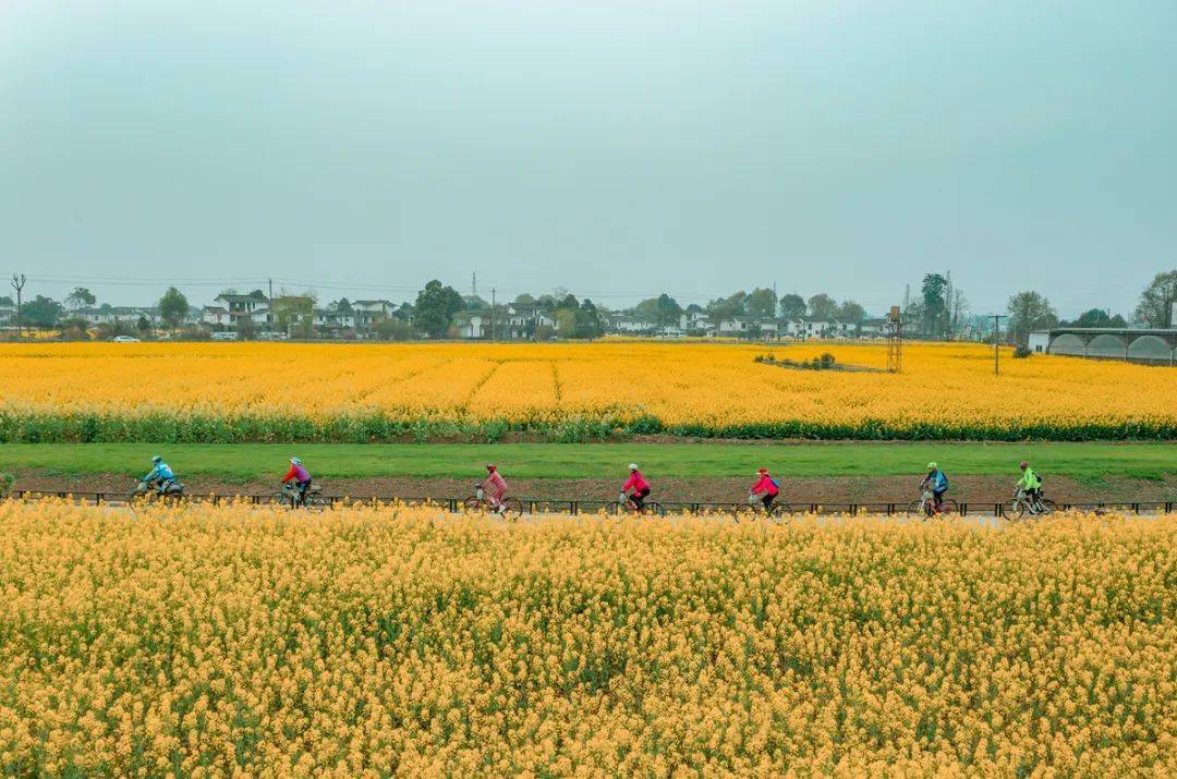五星村3月崇州的最美油菜花季