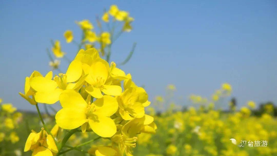 老君镇|汉台区油菜花最佳赏花地看过来→