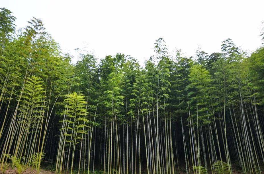 满目苍翠,让你流连忘返的羌王竹海_游客_楠竹林_新竹