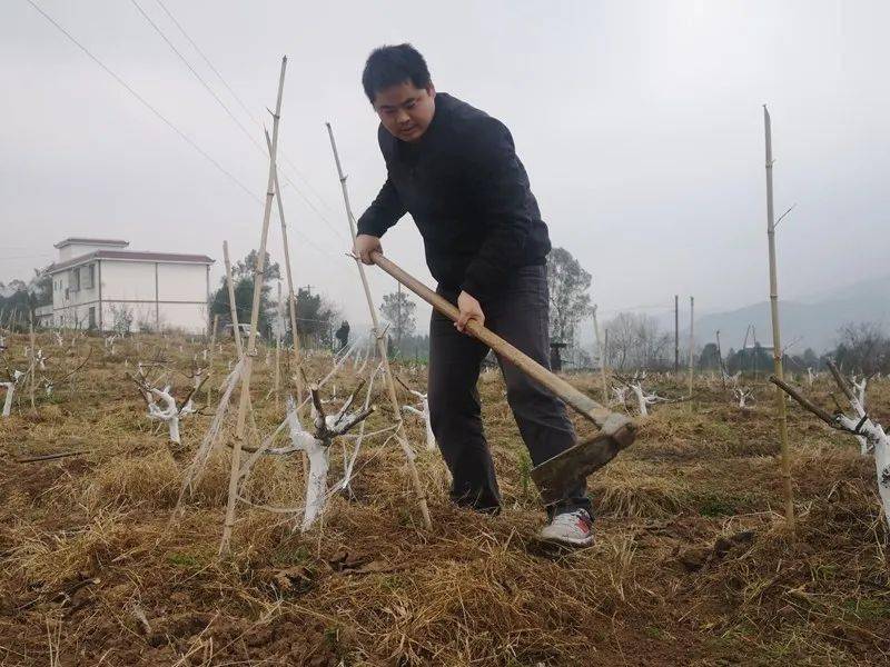 必博体育放弃百万年薪返乡种植无花果 他被亲切地称为“无花哥”(图2)