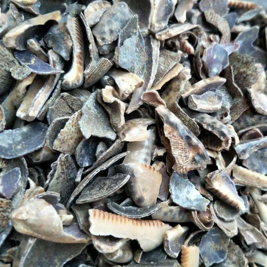 每天学习一味中药——紫贝齿_功效_主治_光泽