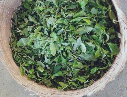景洪市|西双版纳基诺山春茶开采了