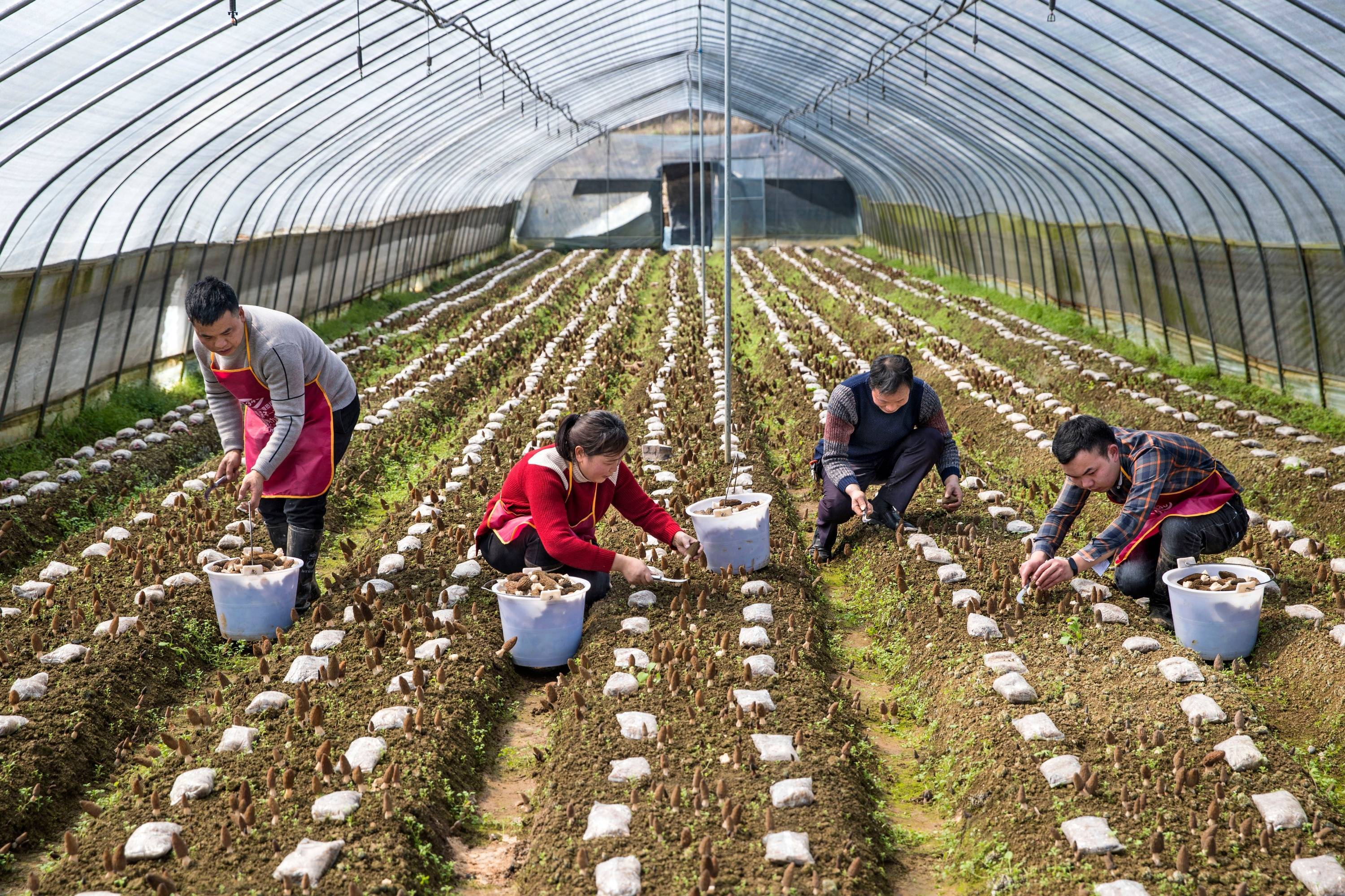 汉中羊肚菌种植合作社图片