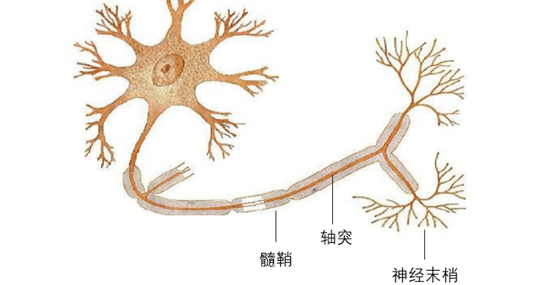 轴突简图图片