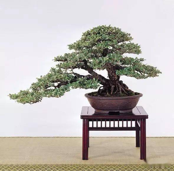 贺锡斌作品《云海双龙》(40×50cm)胡颓子盆景既可放置在全日照环境中