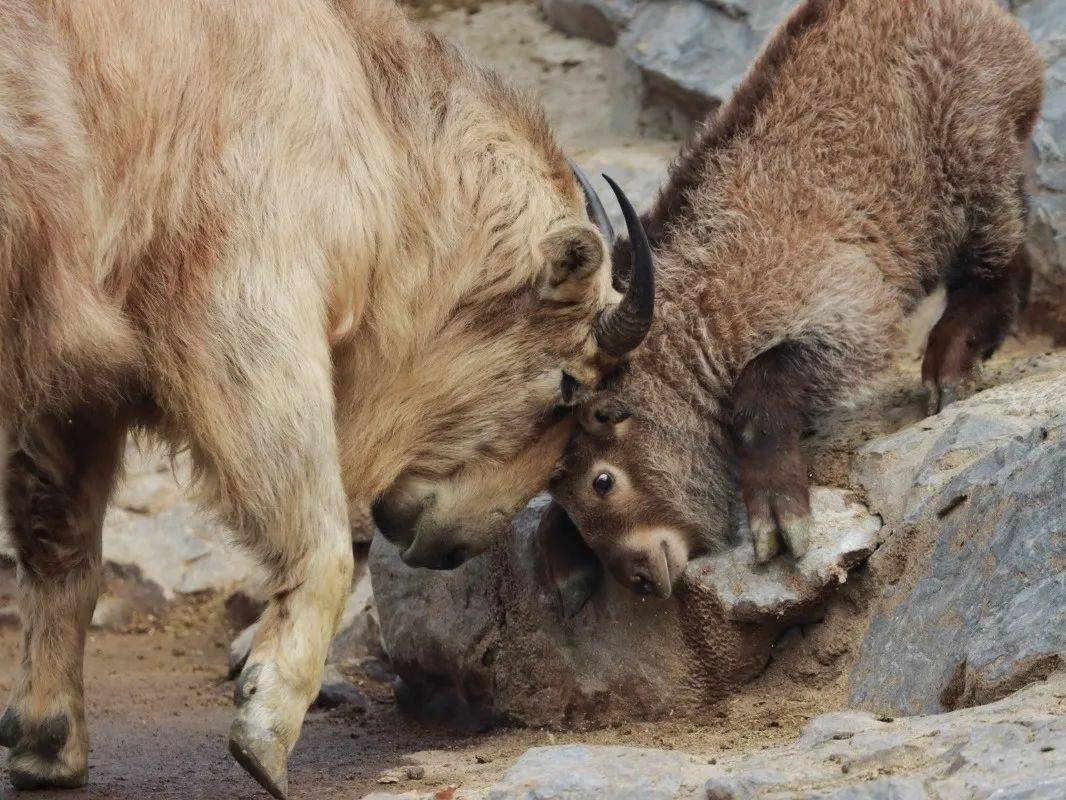 满月四川羚牛宝宝加入群聊啦