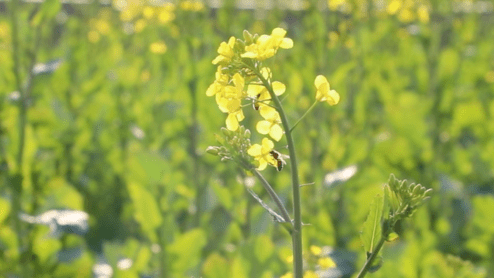 西渡镇|湖南大部已入春！踏青打卡春光里