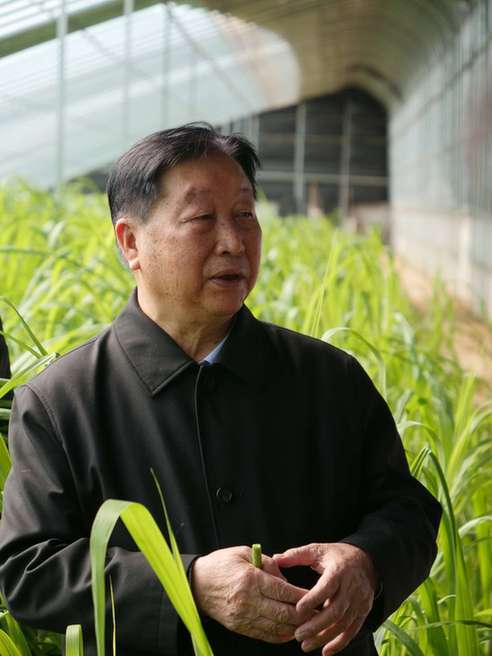 "菌草之父"林占熺 开年再续《山海情》_闽宁镇_刘昌_种植