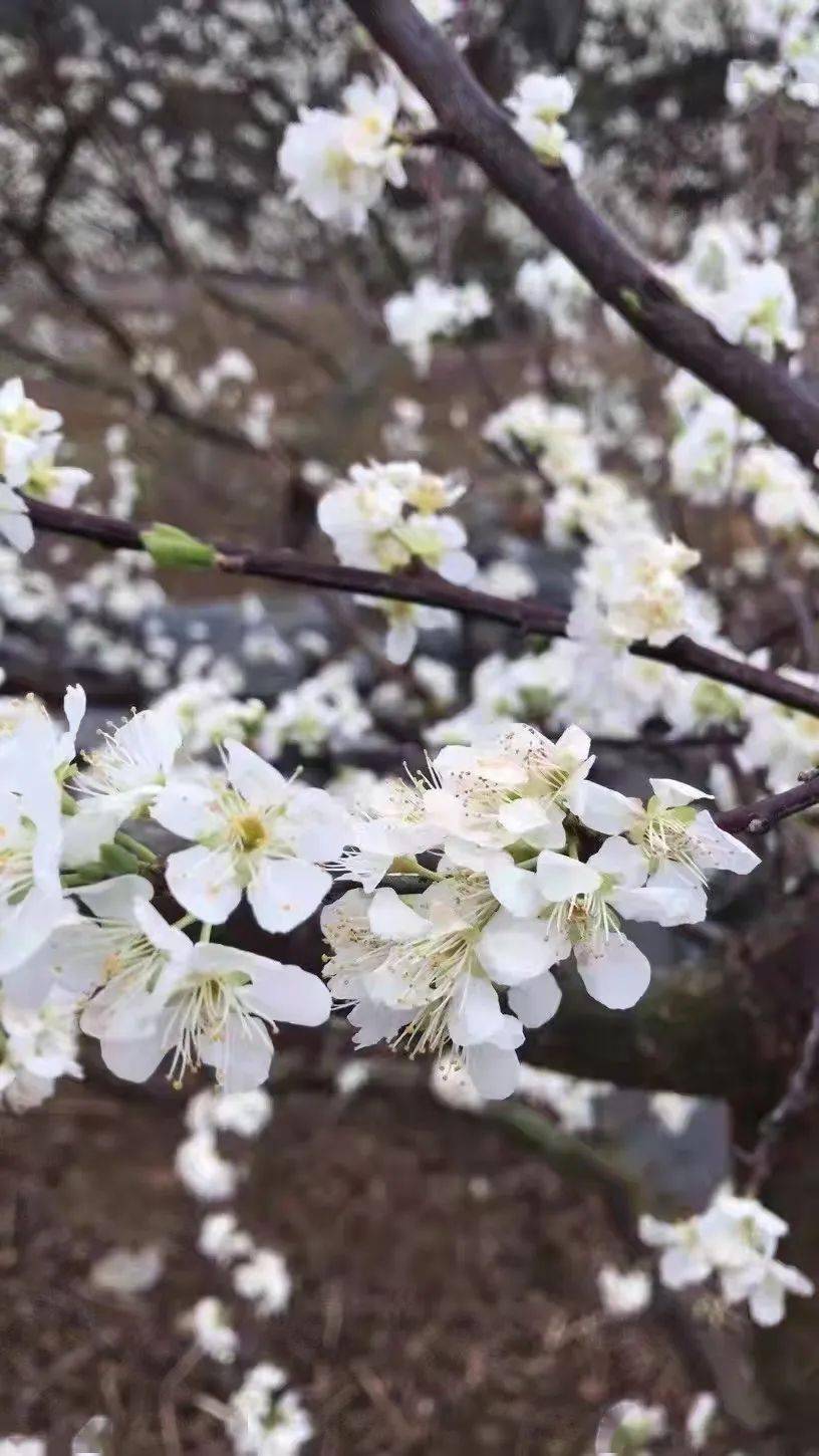 10:00～12:30李花基地自由观赏李花 桃花.