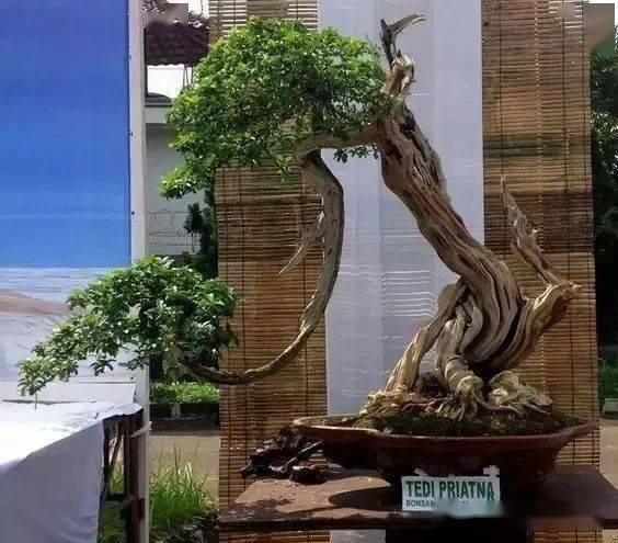 二月二龙抬头抬出一年好兆头