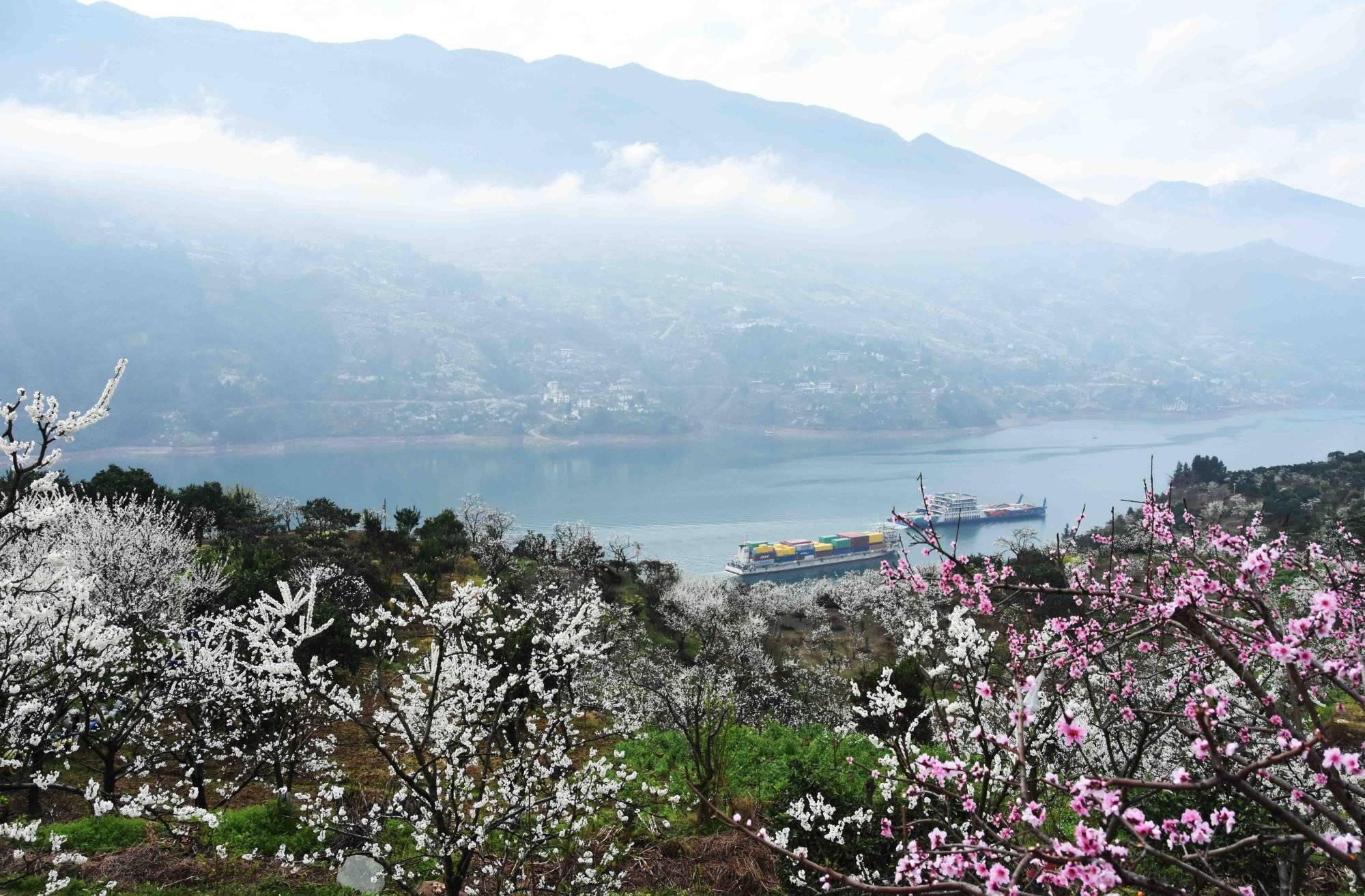 乡村|第四届长江三峡（巫山）李花节3月11日开幕