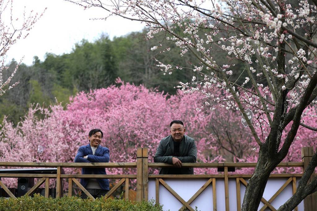 陕西|暖春时节 陕西宁陕子午梅苑梅花盛开迎客来