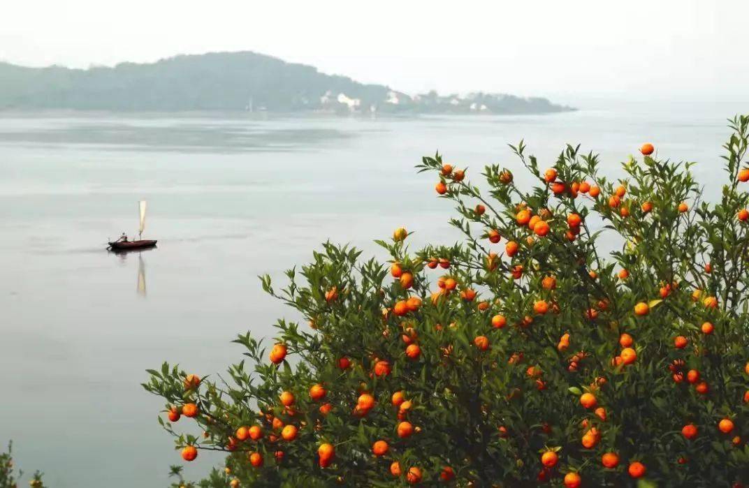 旅游学刊孔翔等陆巷古村缘何留不下洞庭红橘乡村旅游地经济作物的传承