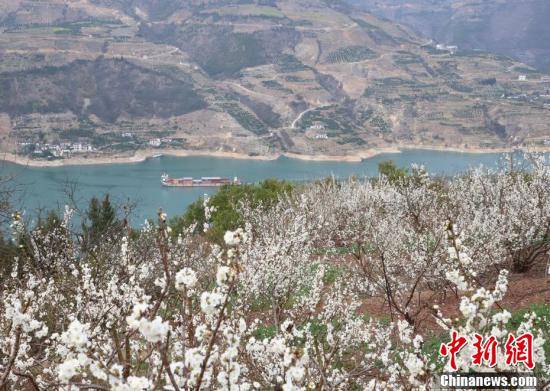 季节|重庆巫山大溪2000余亩樱桃花竞相绽放 美不胜收