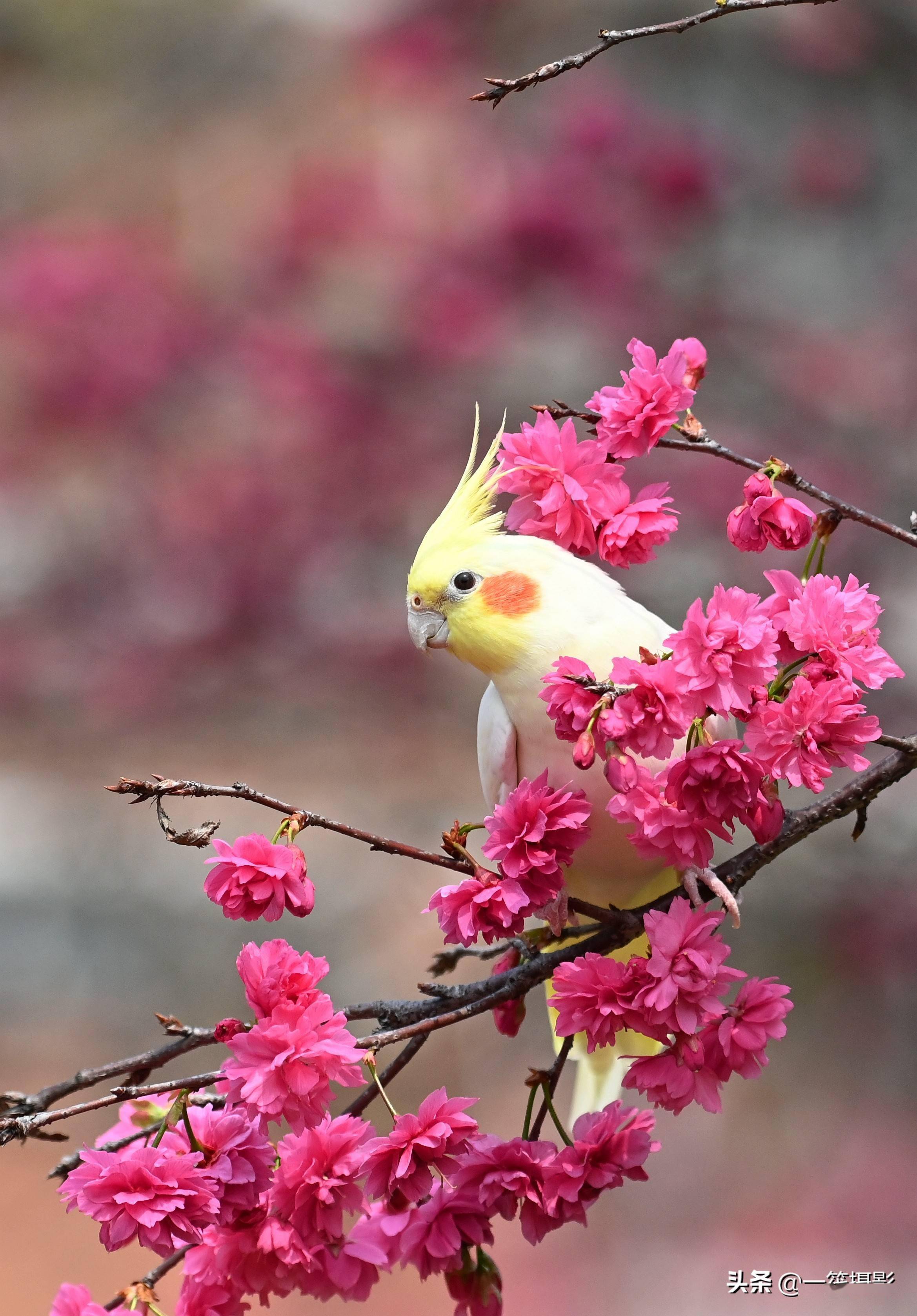 玄凤鹦鹉赏樱花脸蛋花儿相映红
