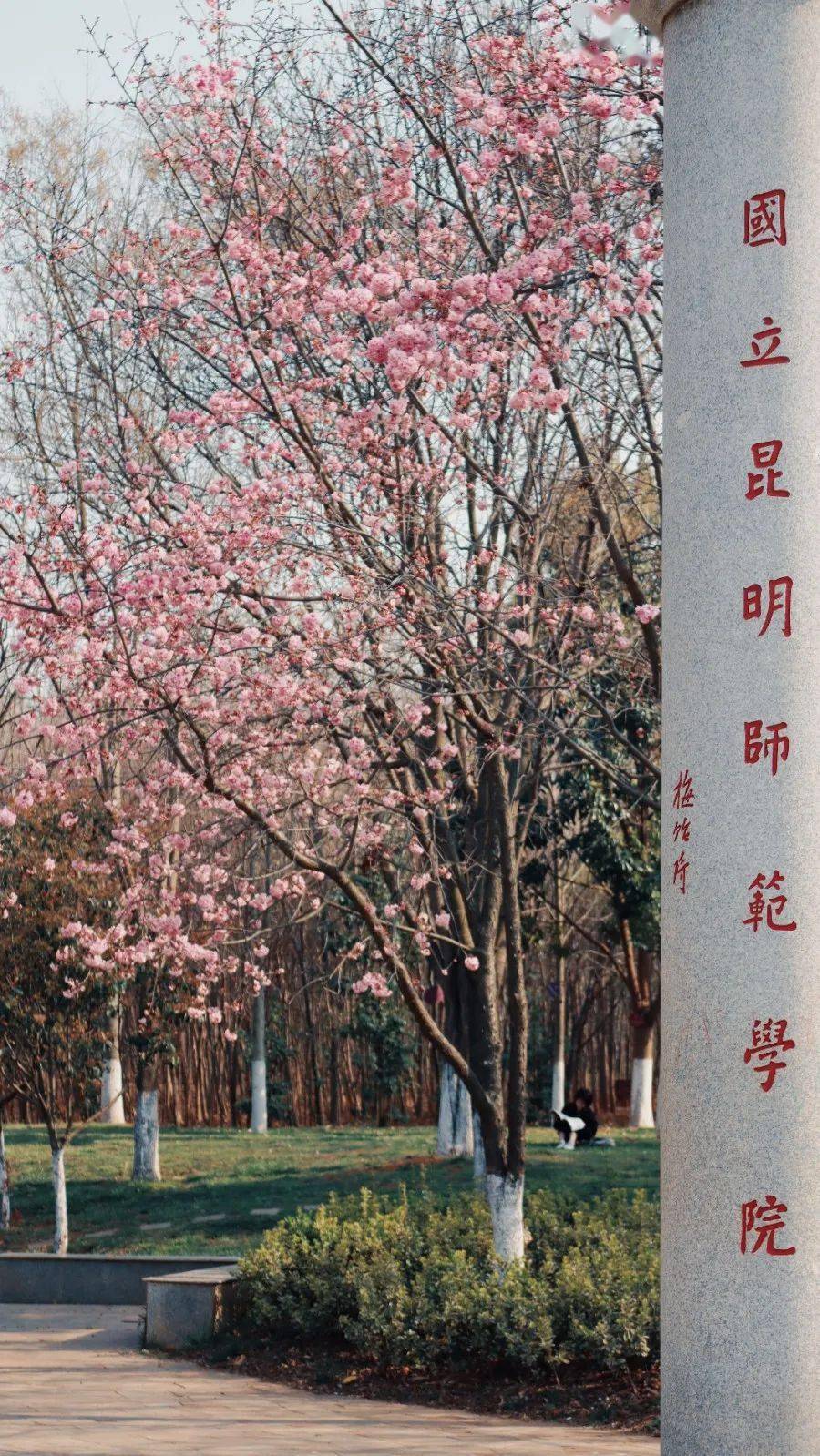 在这里相遇今日的芬芳历史的光芒"国立昆明师范学院"纪念标柱是梅贻琦