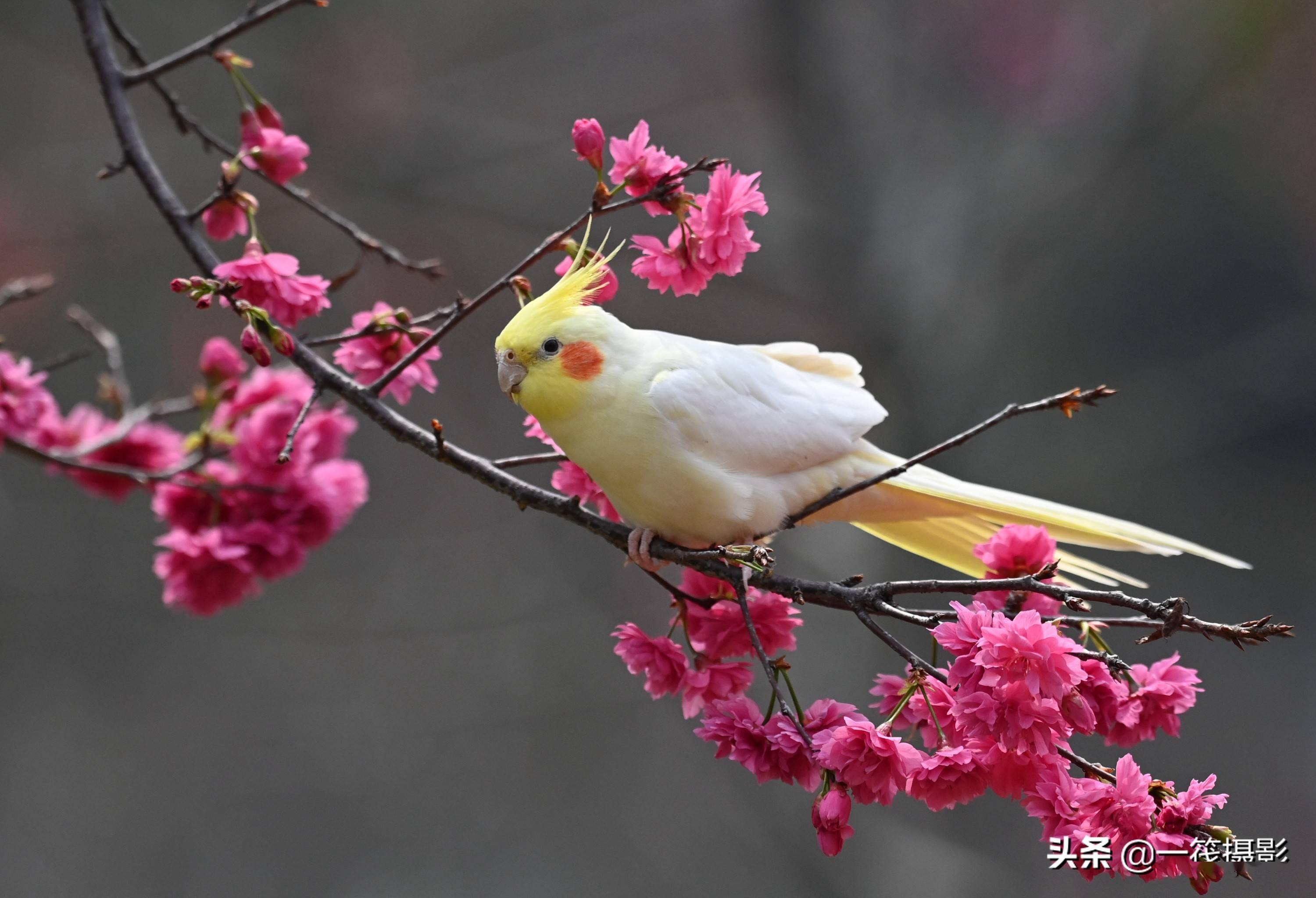 玄凤鹦鹉赏樱花