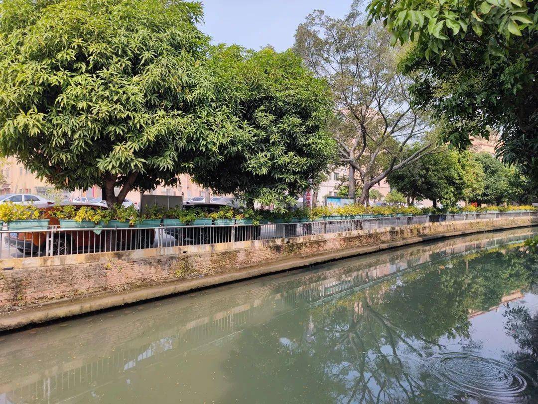 治水攻坚小榄这条河涌重现昔日鱼翔浅底景致