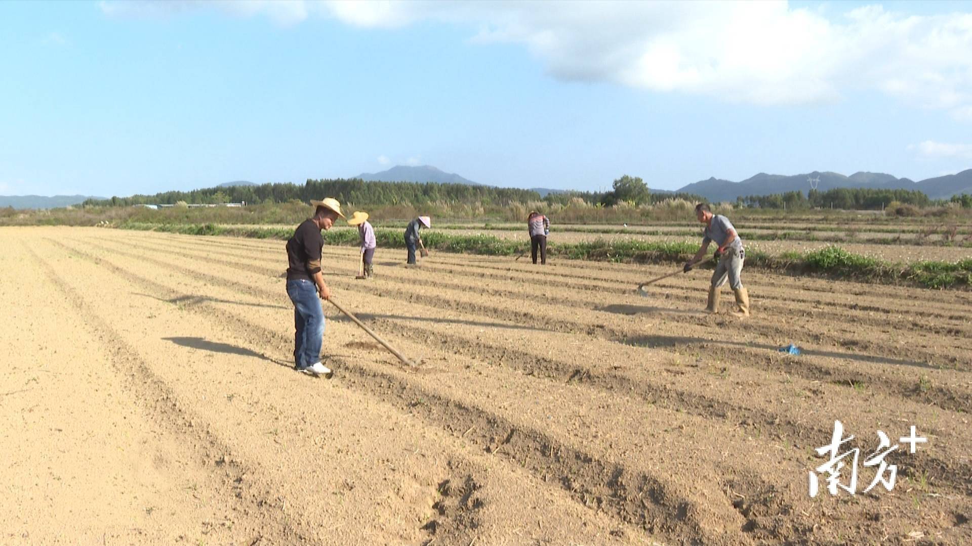 垦造水田助力乡村振兴海丰早造种植面积新增4000亩