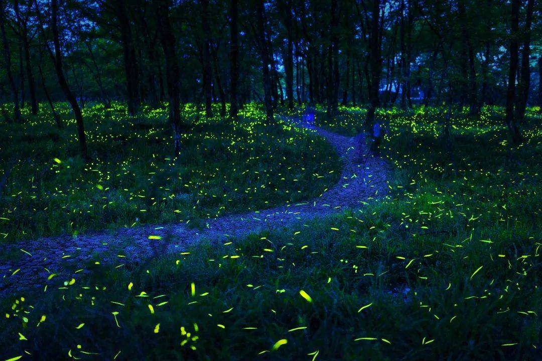 萤火虫,要醒了!九龙见!_湿地_公园_国家